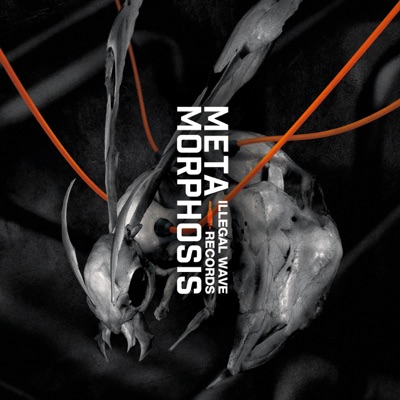Metamorphosis