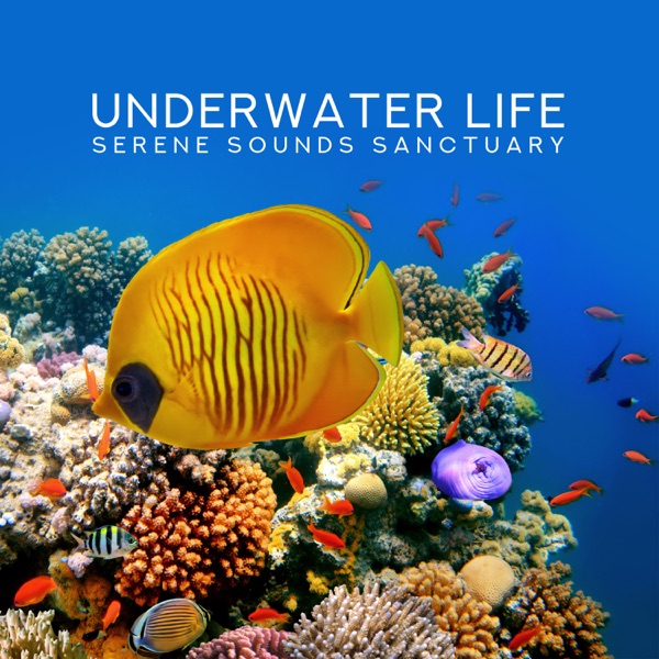 Underwater Life: Serene Sounds Sanctuary, Total Calm and Harmony, Summer Chill, Top of the USA