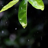 Rainy Sounds for Calmly Sleep - EP - Rain for Deep Sleep