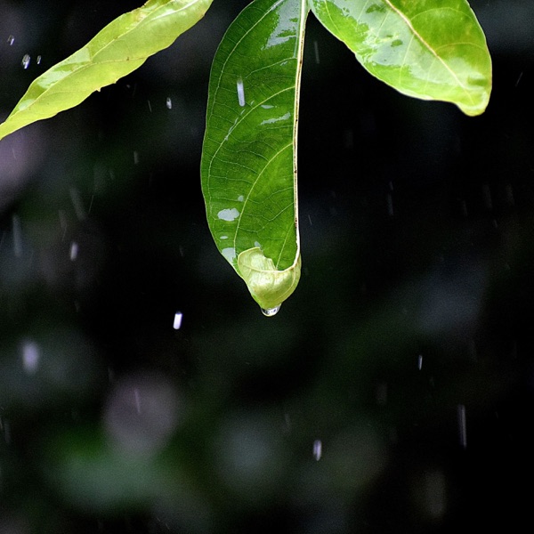 Rainy Sounds for Calmly Sleep - EP
