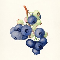 Blueberries - Single - Ziggy, Styn & Donna Brasco