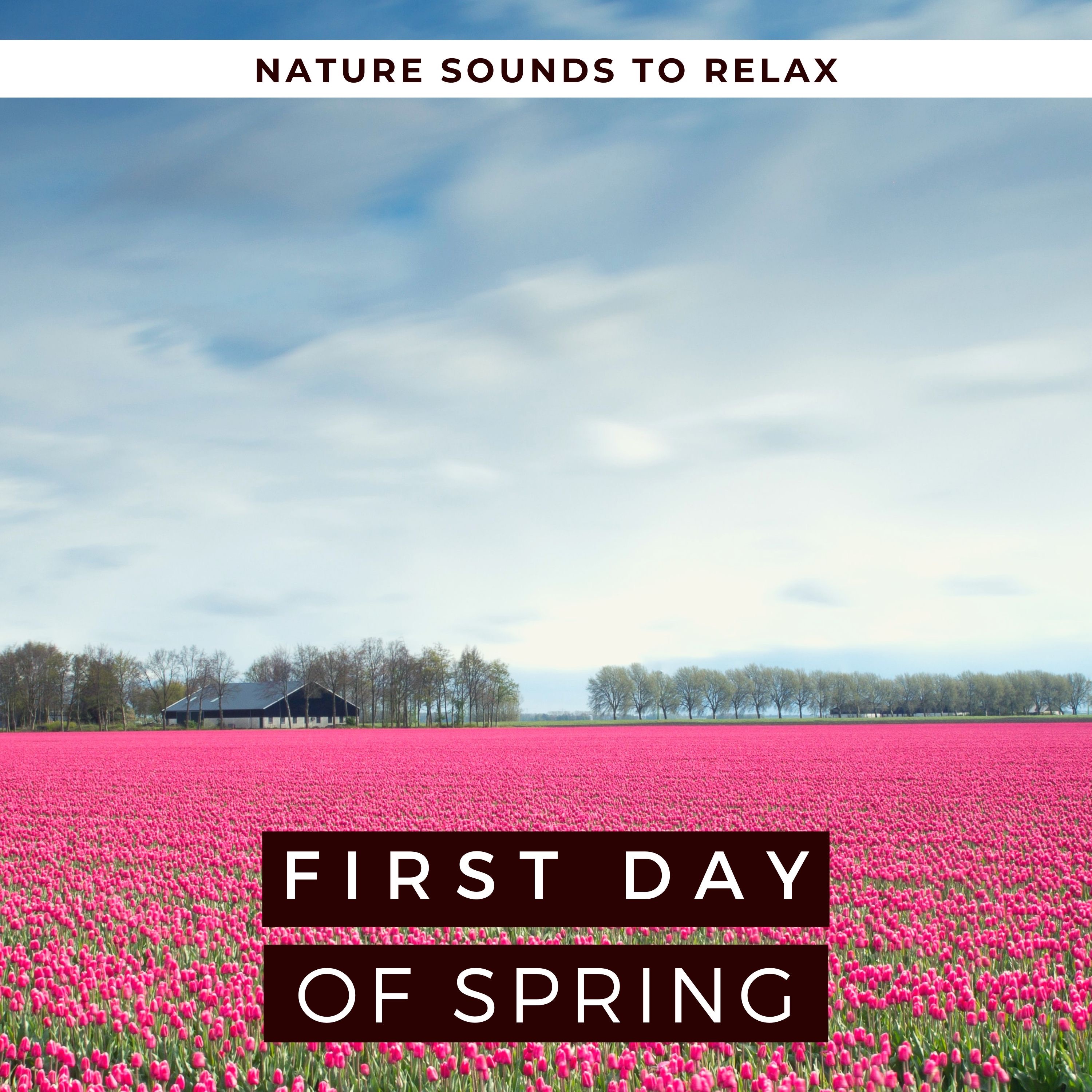 First Day of Spring 2020 - Nature Sounds to Relax with Birds, Rain, Blackbirds & Water
