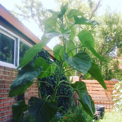 Él en el instante (feat. Djridoo Ápice) - Single