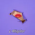 Alligator