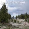 Spirits of the Forest - EP