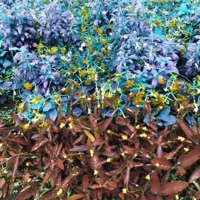 Chamomile - Single - Some Tones