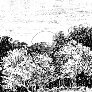 Ion - Single