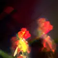 Petals on the moon