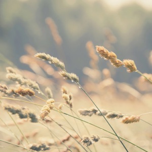 Emissary - Single