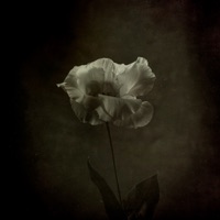 Lisianthus - Single - Carmen Ruiz