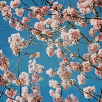 Cherry Blossom Origami - EP - Kayou.