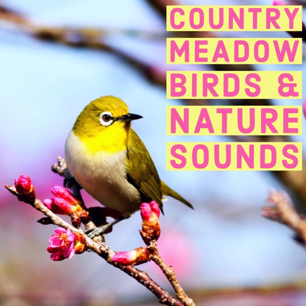 Country Meadow Birds and Nature Sounds - Ambient Wildlife For Study and Relaxation