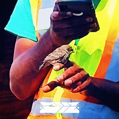 The Hawk and the Nightingale