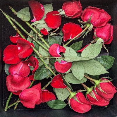 Dúzia de Flores - Single