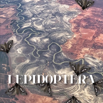Lepidoptera
