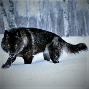 Inthesnow