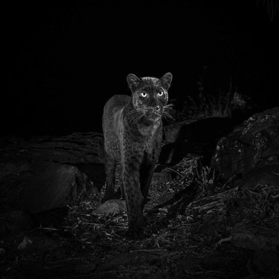 Never Really Loved Me - Single