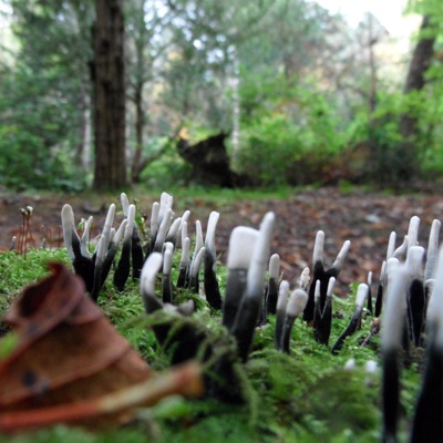 Bard Vapor Wasp Orbit