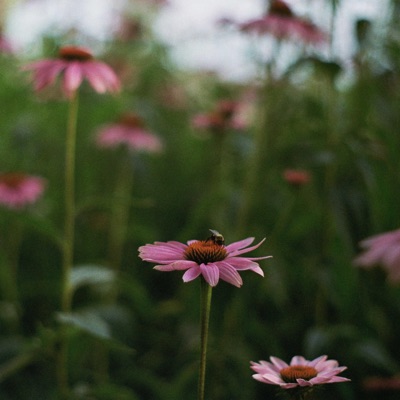 Echinacea - Single
