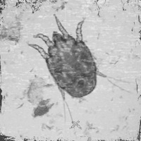 Часотка - Single - TRU47