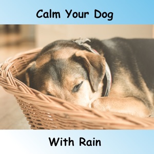 Calm Dog with Rain