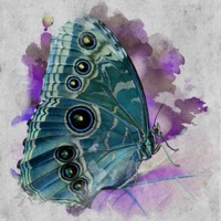 Metamorphosis - Single - RezQ Sound