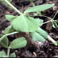 Spell - Single - SPXN