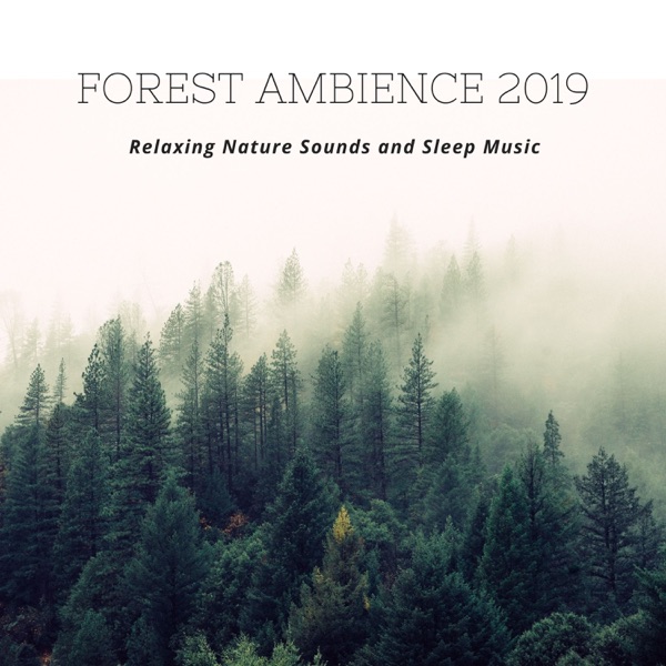 Forest Ambience 2019 - Relaxing Nature Sounds and Sleep Music
