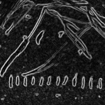 Dark Mountain - Single
