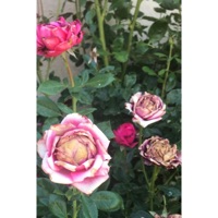 Hardtolove - Single - SPXN