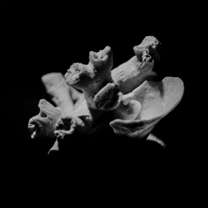 Corals EP