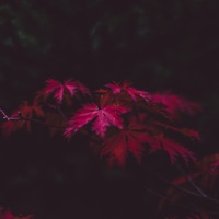 Tonight - Single - Meyo