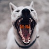 Big Dog - Single