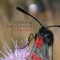 Slow Descent - Toyah & The Humans lyrics