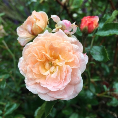 Lookin' Over Us - Single