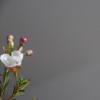 Ikigai - Single