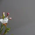 Ikigai