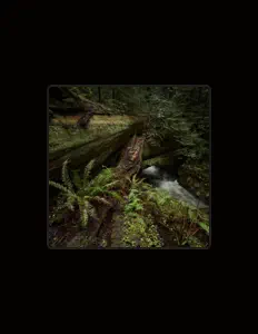 Ascolta Shameful Footsteps, guarda video musicali, leggi la biografia, vedi le date del tour & altro!