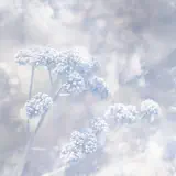 Poemme - Falling Snow On a Silent Night