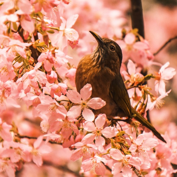 Sounds of Nature Birds - EP