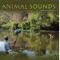 Avarium - Doug Carroll lyrics