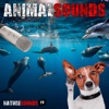 Nature Sounds TV - Cats Meowing and Whining