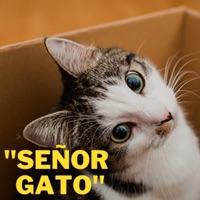 Señor Gato - Single - Maria Cecilia Triana