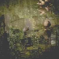 The Pond - Single - F.A.B.L.E