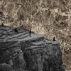 Esben and the Witch A Desire for Light Nowhere