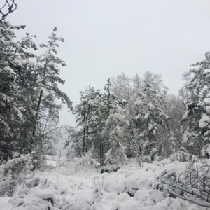 Northern - Single