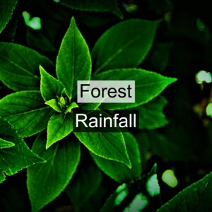 Forest Rainfall