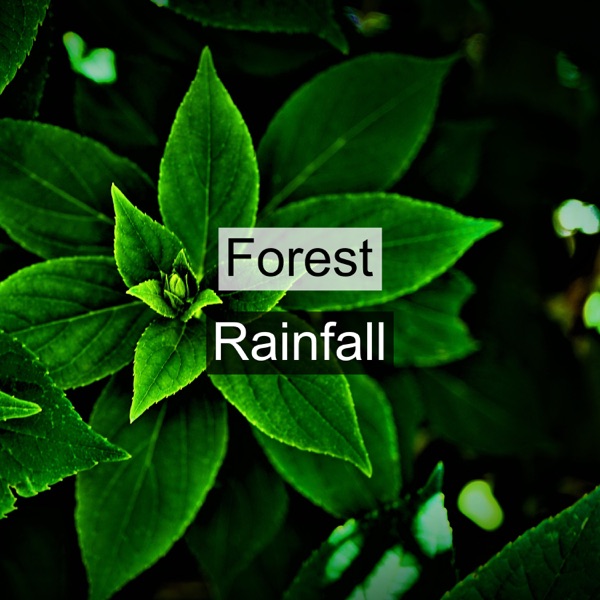 Forest Rainfall