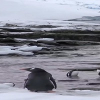 Strah - Single - Nomark