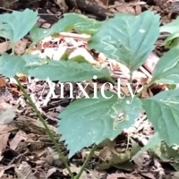 Anxiety - Single - Quad Dope